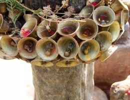 Bells 