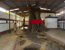 Dhanusadham