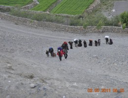 Lower Mustang
