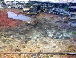 Fish at Chabdi Barahi Temple 