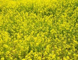 Mustard field  at Dhunkarkha, Kavre
