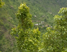 On the way to Ichhakamana Devi, Chitwan