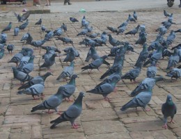 Birds at Sankata Mandir area