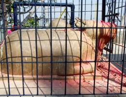 Nandi at the temple