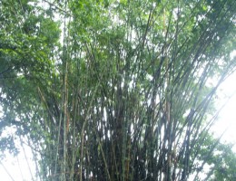 Special Type of Bamboo at the area of Buda Subba Temple