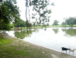 Pond at the back of Gadi Mai Temple