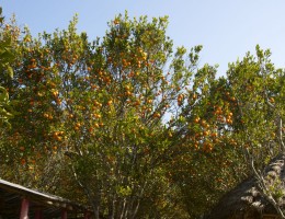 Oranges at Manakamana area