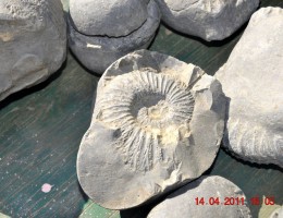 Holy Stone found in kaligandaki 